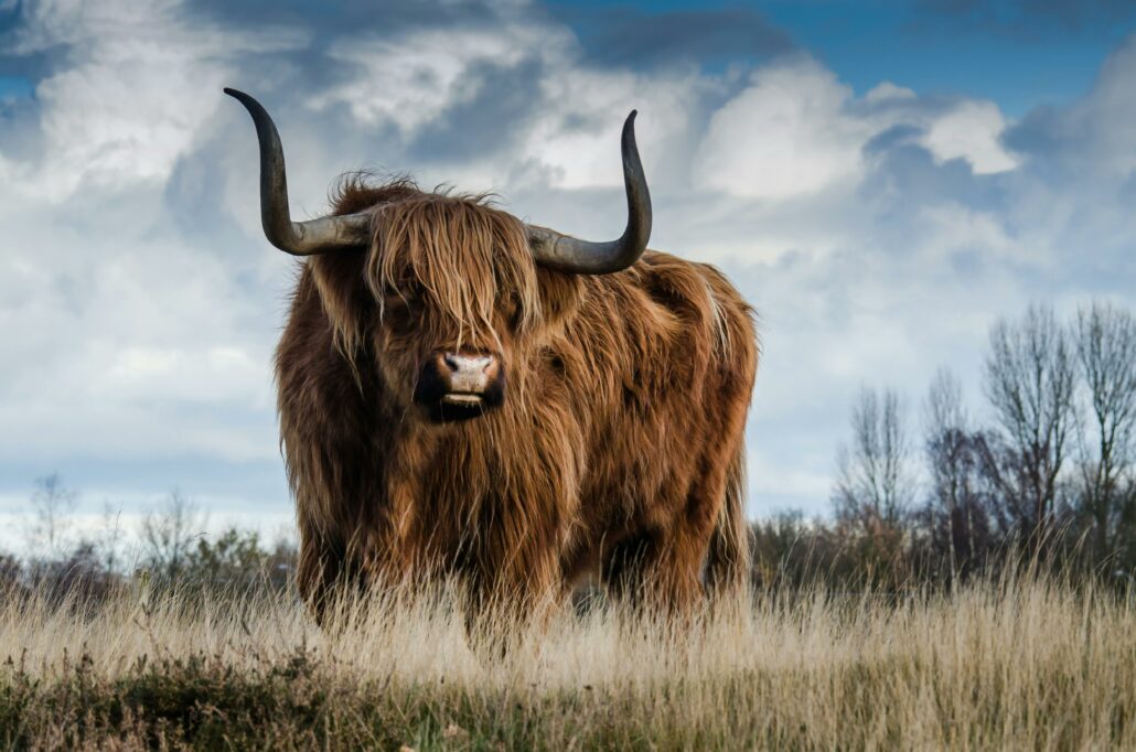 cow in field